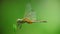 Dragonfly On Plant Stem Green Bokeh Background