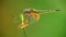 Dragonfly On Plant Stem Green Bokeh Background