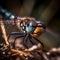 Dragonfly portrait. Insect illustration