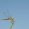 Dragonfly posed for a broom stalk