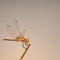 Dragonfly posed for a broom stalk