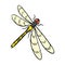 A dragonfly, a predatory insect.Dragonfly flying invertebrate insect single icon in cartoon style vector symbol stock