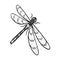 A dragonfly, a predatory insect.Dragonfly flying invertebrate insect single icon in monochrome style vector symbol stock