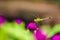 Dragonfly on purple plant