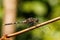 Dragonfly In Rainforest Madagascar Wildlife