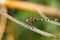 Dragonfly In Rainforest Madagascar Wildlife