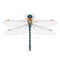 Dragonfly realistic isolated