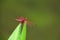 Dragonfly red insect