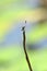 Dragonfly rest on lotus stem in the lotus pond