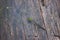 Dragonfly rest on an old wooden surface