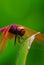 Dragonfly Resting