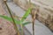 Dragonfly resting on a bamboo stick