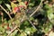 Dragonfly resting with its wings spread on a wild rose bush.