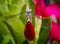 Dragonfly resting on tulip bloom