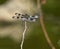 Dragonfly resting on twig