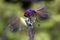 Dragonfly resting on a twig