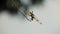 Dragonfly resting on a twig against a dark moody sky