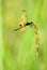 dragonfly (rhyothemis phyllis)
