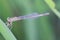 Dragonfly . rice plantations . flora and fauna ,