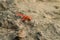 Dragonfly on Rock