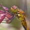 Dragonfly Ruddy Darter resting on a sprig in the garden
