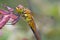 Dragonfly Ruddy Darter resting on a sprig in the garden