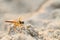 Dragonfly on Sand