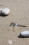 Dragonfly on sand