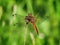 Dragonfly. Scarce chaser Libellula fulva.