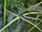 Dragonfly Settles On A Reed Stem