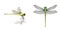 Dragonfly side view and top view and vector