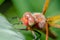 Dragonfly sits on a blade of green grass/dragonfly sits on green grass. Wild nature