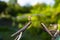 dragonfly sits on a blurred background.