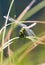 Dragonfly sits calmly near a hot spring oasis in the Black Rock desert