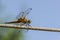 a dragonfly sits on a clothesline