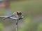 Dragonfly sits on dry branch on a background of green grass