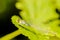 A dragonfly sits on a green leaf