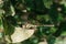 Dragonfly sits on a leaf of an Apple tree in the garden. Natural photo of a dragonfly