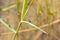 dragonfly sits on a leaf in the reeds