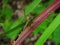 A dragonfly sits on a plant