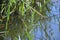 Dragonfly sits on a reed stalk