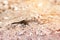 Dragonfly sits on a sand, close up