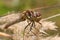 A dragonfly sits on a stalk of flowering grass.