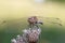 A dragonfly sits on a stalk of flowering grass.