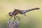 A dragonfly sits on a stalk of flowering grass.