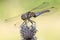 A dragonfly sits on a stalk of flowering grass.