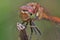 A dragonfly sits on a stalk of flowering grass.