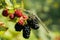 Dragonfly sitting on a branch with blackberries, macro