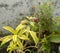 Dragonfly sitting in the branch of green leaves plant growing in the garden, nature photography