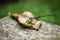 Dragonfly sitting on dry leave